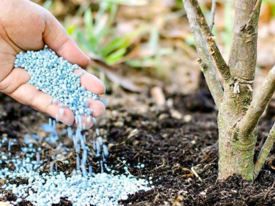 Сад під загрозою: чому неправильне підживлення у квітні може вбити кущі та дерева