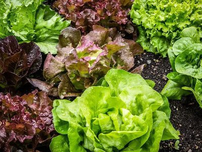 9 видів салату: яку зелень обрати для здоров’я та смаку