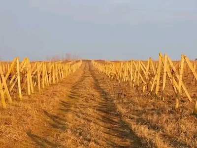 Одещина імпортує виноград: дефіцит саджанців змушує шукати порятунок за кордоном