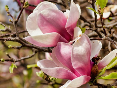 Місцями до +17: синоптик пояснила, як змінить погоду в Україні завтра антициклон Quirin