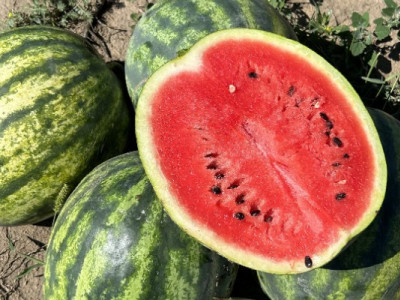 Що зробити у квітні, що у серпні виростити 10-кілограмовий кавун