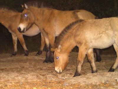 Пережили зиму, але ослабли: як почуваються коні Пржевальського в Чорнобильському заповіднику