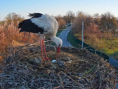 Інтрига в гнізді: у лелек Грицька та Одарки з’явилося яйце з несподіваним «батьком»