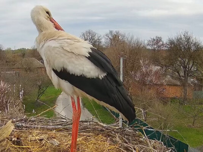 У гнізді лелек Одарки і Грицика з'явилося перше яйце