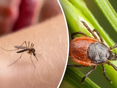 Забудете про укуси: як один простий спосіб захистить від кліщів