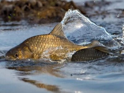 Нерест-2026 в Україні: коли стартує заборона і як можна рибалити, щоб не зловити штраф