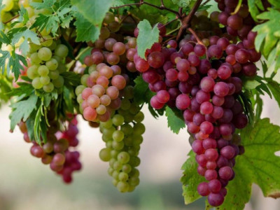 Вино без коріння? Чому старі виноградники опинилися під ударом