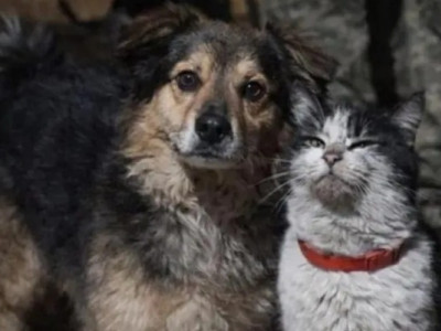 Як почуваються тварини, яких воїни дроном евакуйовували 12 кілометрів. ВІДЕО