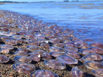 Окупанти хочуть їсти медуз Азовського моря