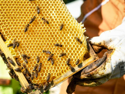 Медовий сезон-2026 під загрозою: пасічники роблять невтішний прогноз