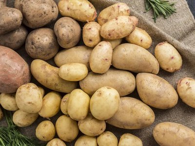 Чим обробити картоплю перед посадкою: її слід розділити