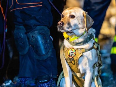 Зворушливе відео: як собаки допомагають шукати зниклих