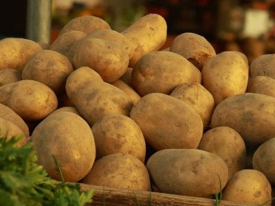 Зберете раніше за всіх: 5 найкращих сортів ранньої картоплі з високою врожайністю