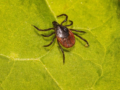 Кліщі атакують: де найвищий ризик натрапити і що робити після укусу