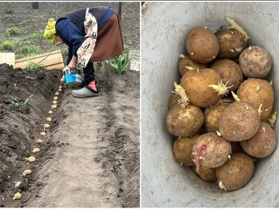 Бабця сказала, а я записала: чим обробити ранню і пізню картоплю перед посадкою – без цього врожаю буде 0