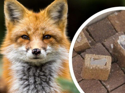 На території Одеської області проведуть весняну пероральну імунізацію тварин проти сказу