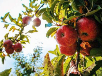 Як підвищити врожай яблук: 8 рослин, які варто посадити поруч