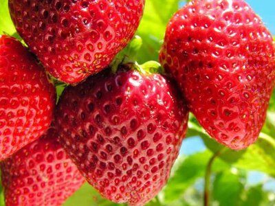 Ягоди нікуди буде подіти: чим підживити полуницю навесні