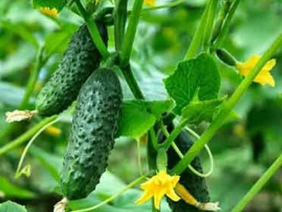 Коли саджати огірки у відкритий ґрунт - На пенсії