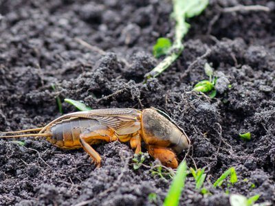 Як ефективно позбутися ведмедки на городі: найкращі методи та поради - Simya