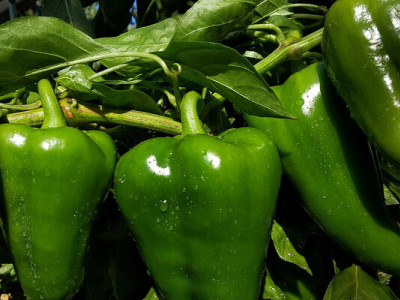 Експерт розповів, чим підживити болгарський перець, аби він був соковитим і хрумким