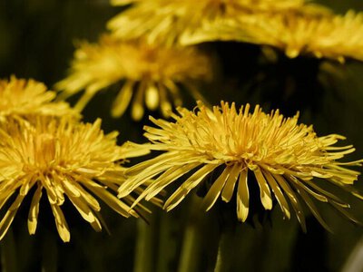 Має швидку дію: як зробити добриво із кульбаб