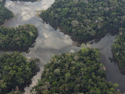 В Амазонії знайшли сотні кілометрів стародавніх доріг віком 2700 років: що відомо