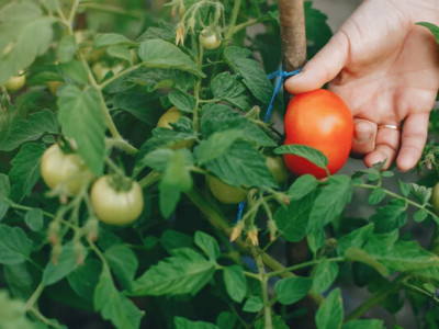 Одна ложка в кожну лунку: проста добавка, яка змусить помідори плодоносити відрами 