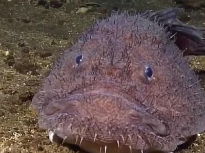 Одна з найстрашніших риб океану еволюціонувала несподіваним чином, – вчені