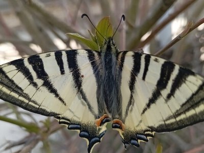 Поблизу Хмельницької АЕС виявили рідкісного червонокнижного метелика