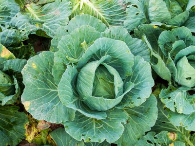 Гусениці їдять капусту: ефективні народні способи захисту