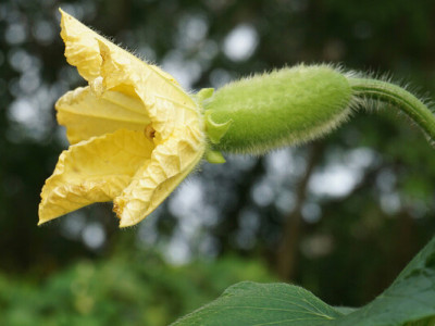 Чим підживити огірки у квітні, аби вони були хрумкі і соковиті