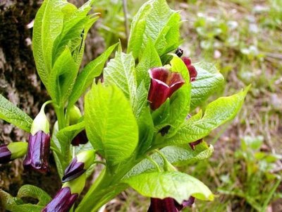 Краса, що може нашкодити: в Україні розквітла отруйна червонокнижна рослина