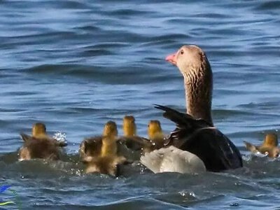Повернення дикої природи: у «Тузлівських лиманах» сталося рідкісне гніздування