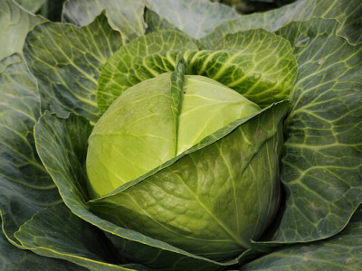 Посівний календар на квітень: коли у третій декаді місяця краще садити ранню капусту