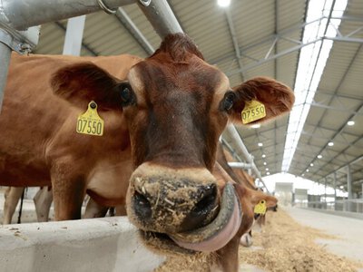 В Україні відкрили молочну ферму, де зібрали особливих корів – дають молоко 6% жирності (ФОТО)
