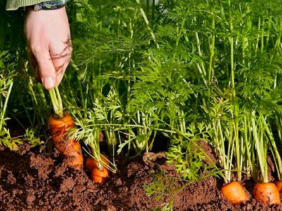 Як сіяти моркву, щоб швидко зійшла: що зробити з насінням