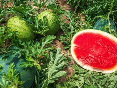 Кавуни та дині виростуть великими та солодкими: підживіть їх цим після сходження
