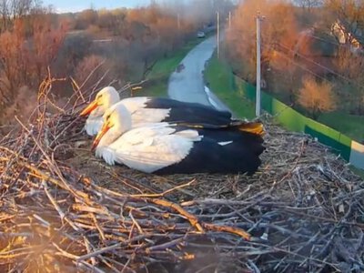 У знаменитих лелек Грицика і Одарки буде поповнення: кадри зворушили мережу. Фото і відео