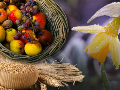 Квітневі заморозки: якими цьогоріч будуть наслідки для врожаю?