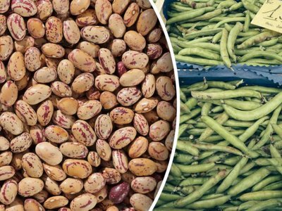 Квасоля: як садити, вирощувати та зберігати - корисні поради