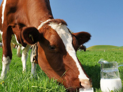 Українські молочні ферми на межі масового закриття: галузь входить у найглибшу кризу за десятиліття