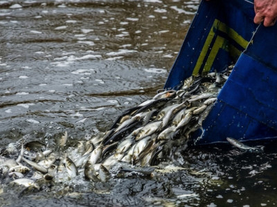 Товстолоб, щука та сом: Кам’янське водосховище готують до масштабного зариблення
