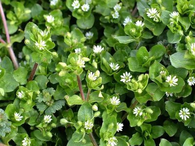 Як знищити мокрицю без хімії: перевірені методи