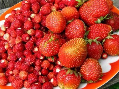 Старт ягідного сезону 2026: фермери вивели на ринок першу суницю