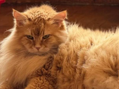 Кожна тварина має пізнати любов: історія сестер, які створили притулок для котів