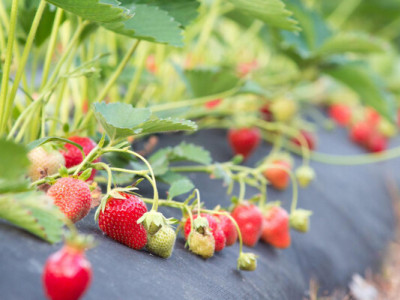 Що посадити під агроволокно, щоб не возитися з бур’янами і зібрати ранній урожай