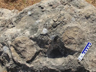 Сенсація в Індії: вчені знайшли мегагніздо динозаврів із 256 яйцями