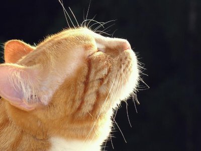 Синоптики повідомили, коли в Україні нарешті потеплішає