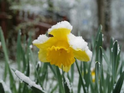 Коли мине квітневий холод: синоптики зробили прогноз